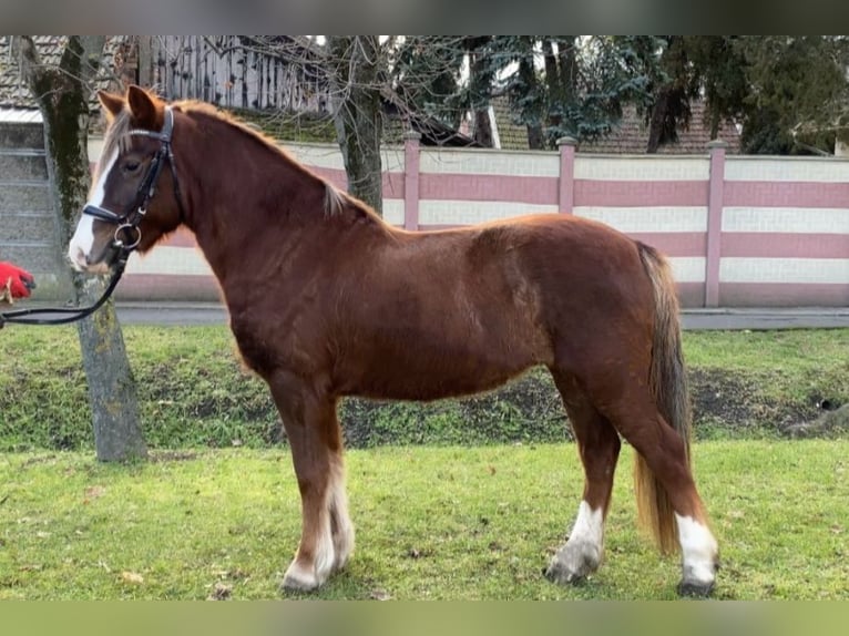 Más ponis/caballos pequeños Yegua 8 años 127 cm Alazán in Rechnitz