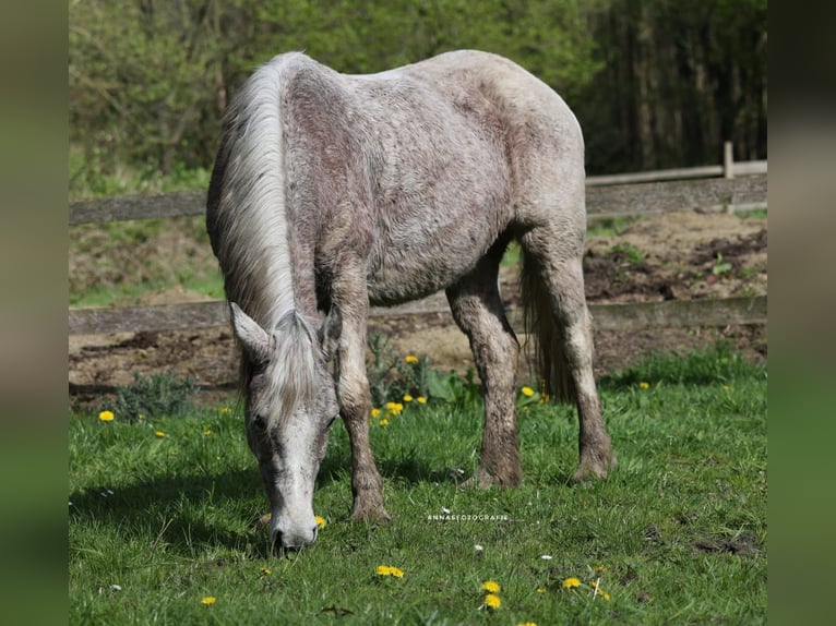 Más ponis/caballos pequeños Mestizo Yegua 8 años 138 cm Tordo picazo in Süsel