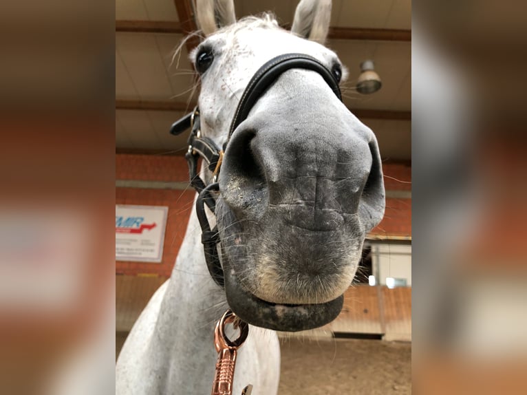 Más ponis/caballos pequeños Yegua 8 años 140 cm Tordo rodado in Wettenberg