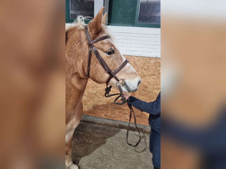 Más ponis/caballos pequeños Yegua 8 años 142 cm Alazán in Wettrup