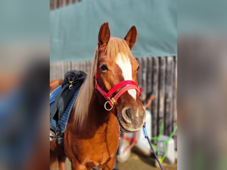 Más ponis/caballos pequeños Mestizo Yegua 8 años 146 cm Alazán in Stegaurach