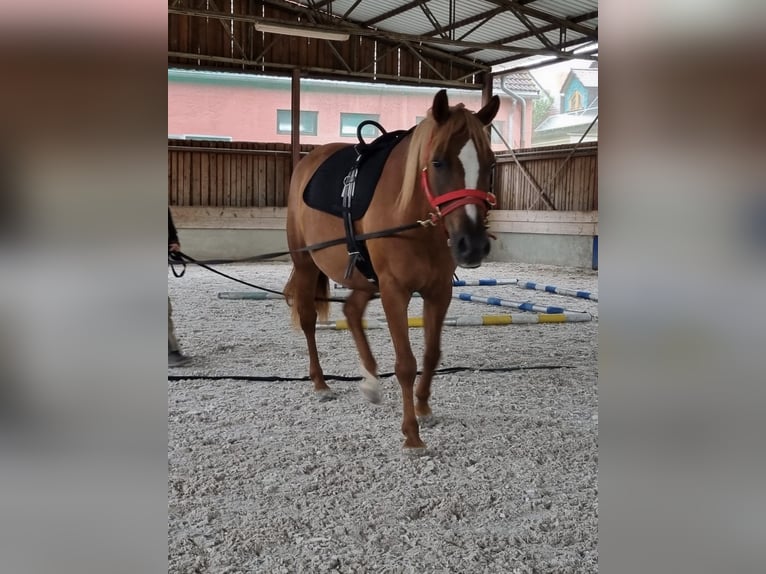 Más ponis/caballos pequeños Mestizo Yegua 8 años 146 cm Alazán in Stegaurach