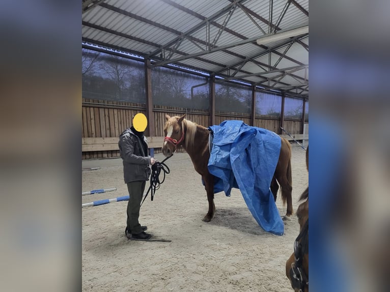 Más ponis/caballos pequeños Mestizo Yegua 8 años 146 cm Alazán in Stegaurach