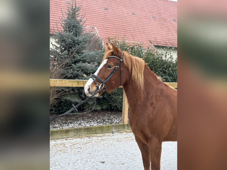 Más ponis/caballos pequeños Yegua 8 años 150 cm Alazán-tostado in Iggingen