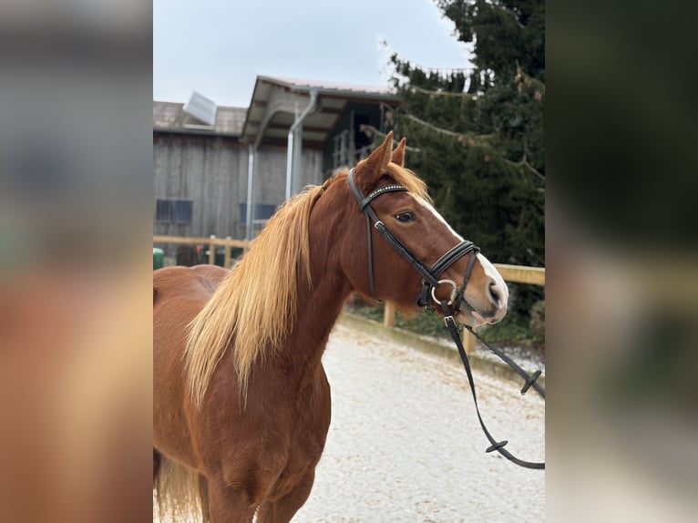 Más ponis/caballos pequeños Yegua 8 años 150 cm Alazán-tostado in Iggingen