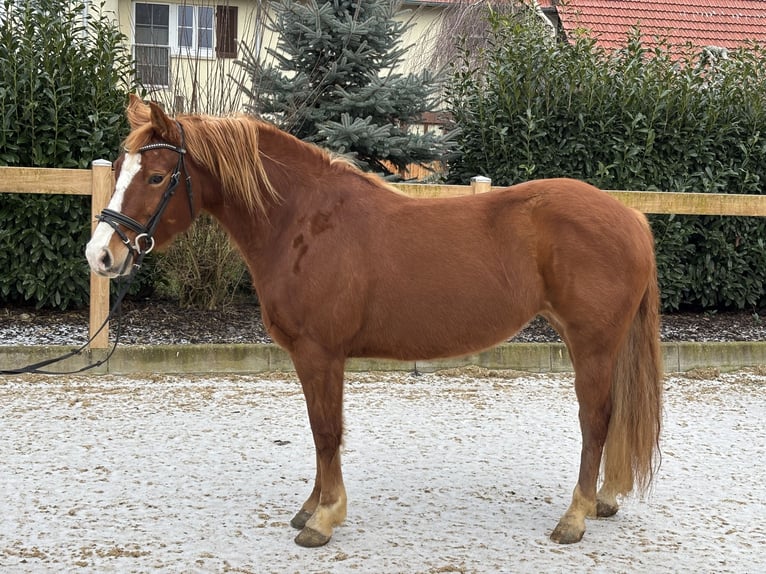 Más ponis/caballos pequeños Yegua 8 años 150 cm Alazán-tostado in Iggingen