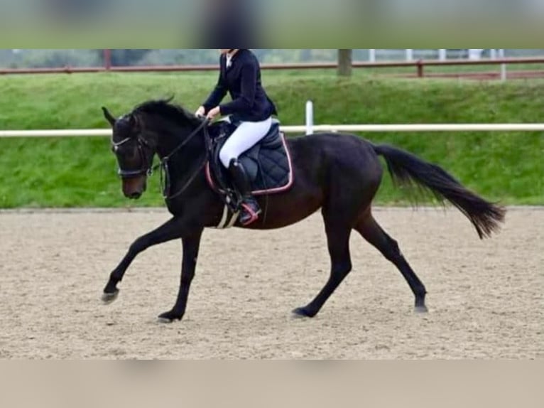 Más ponis/caballos pequeños Yegua 8 años 150 cm Castaño oscuro in Pelmberg