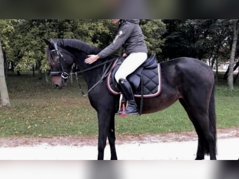 Más ponis/caballos pequeños Yegua 8 años 150 cm Castaño oscuro in Pelmberg