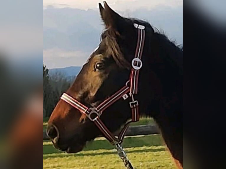 Más ponis/caballos pequeños Yegua 8 años 150 cm Castaño oscuro in Pelmberg