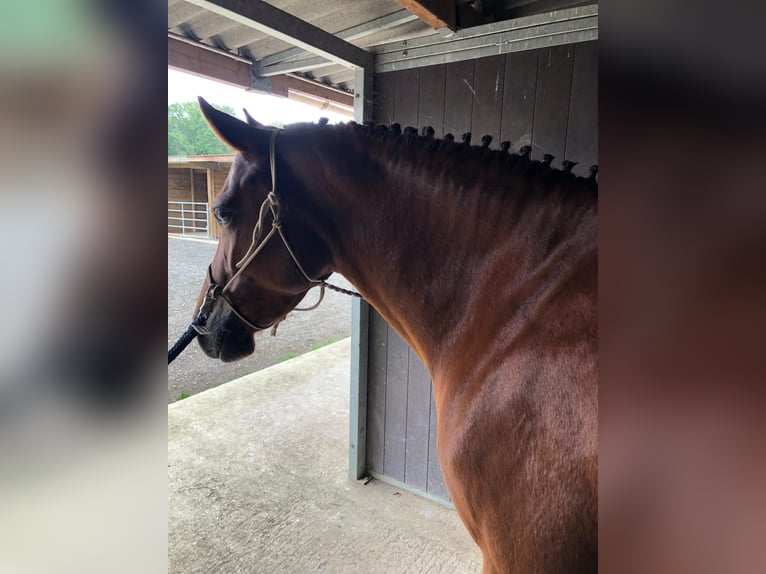 Más ponis/caballos pequeños Mestizo Yegua 8 años 151 cm Alazán in Gazeran