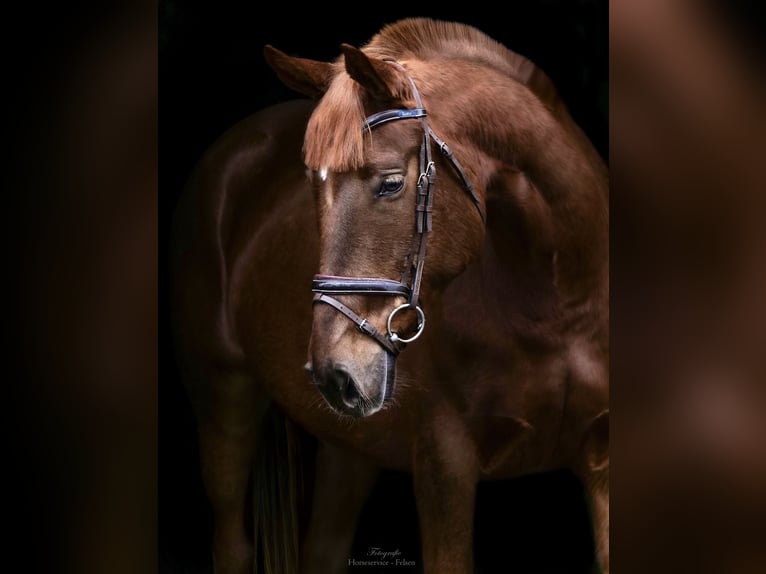 Más ponis/caballos pequeños Yegua 8 años 155 cm Alazán in Dohren