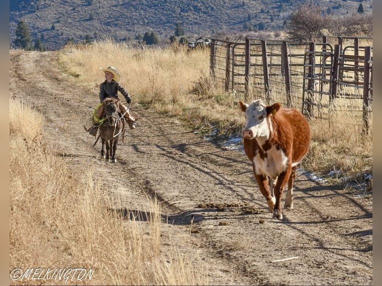 Más ponis/caballos pequeños Yegua 8 años 99 cm Ruano azulado in Rigby