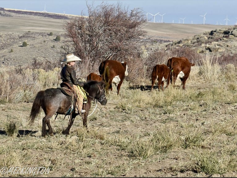 Más ponis/caballos pequeños Yegua 8 años 99 cm Ruano azulado in Rigby