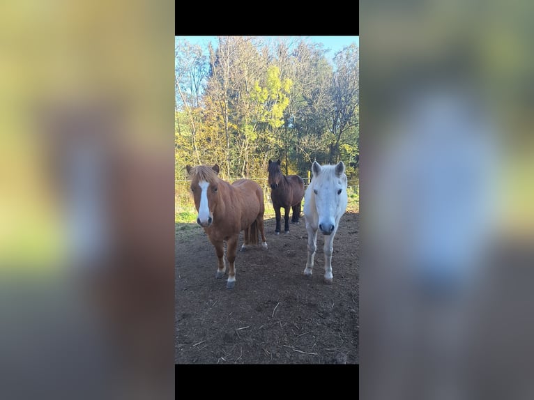 Más ponis/caballos pequeños Yegua 8 años Alazán in Krumbach