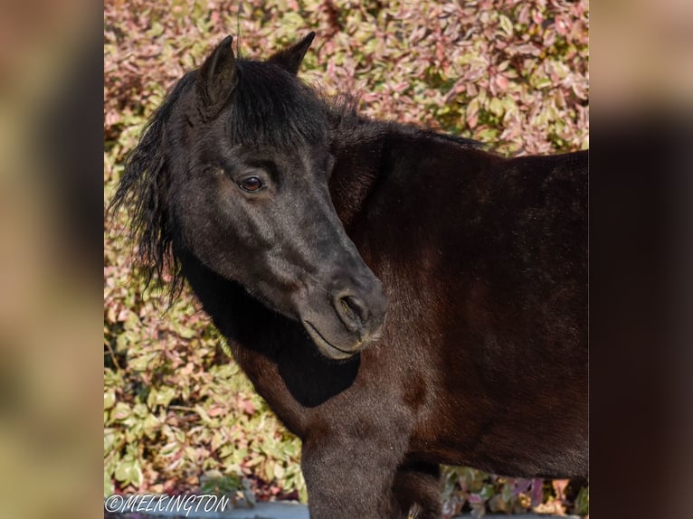 Más ponis/caballos pequeños Yegua 9 años 109 cm Negro in Rigby