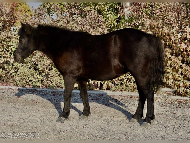 Más ponis/caballos pequeños Yegua 9 años 109 cm Negro in Rigby