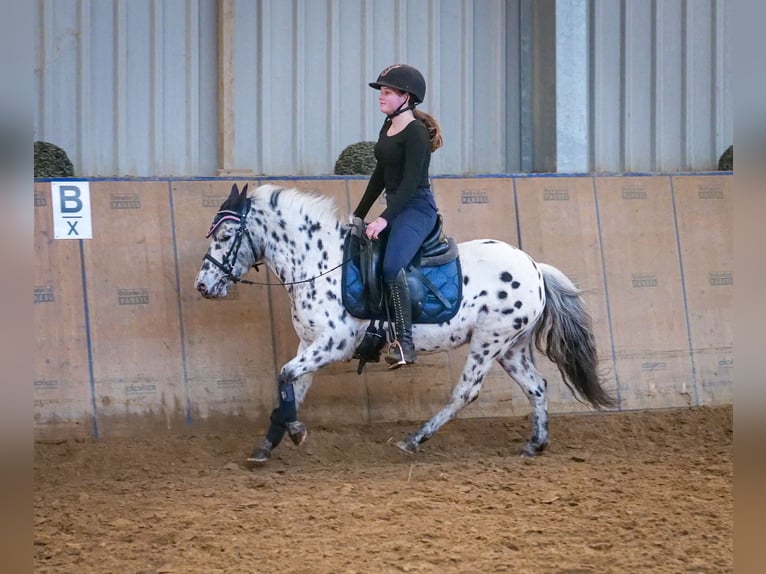 Más ponis/caballos pequeños Yegua 9 años 110 cm Atigrado/Moteado in Neustadt (Wied)