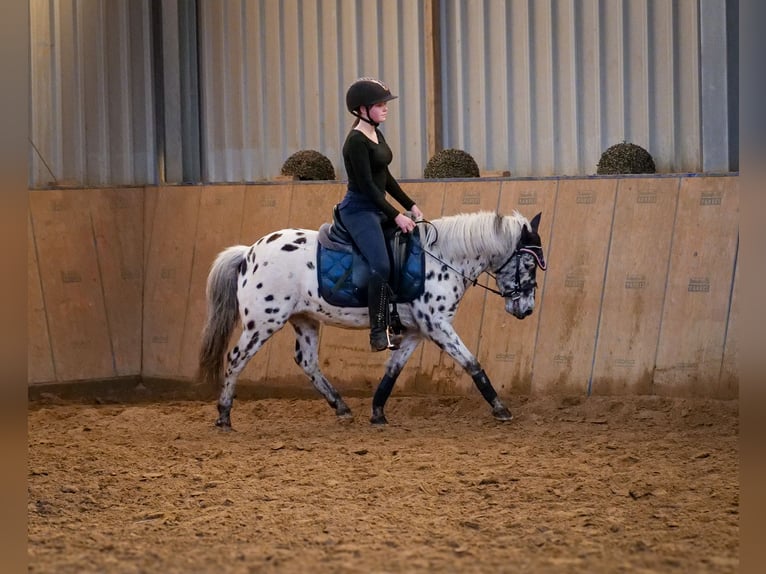 Más ponis/caballos pequeños Yegua 9 años 110 cm Atigrado/Moteado in Neustadt (Wied)