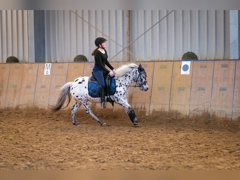 Más ponis/caballos pequeños Yegua 9 años 110 cm Atigrado/Moteado in Neustadt (Wied)