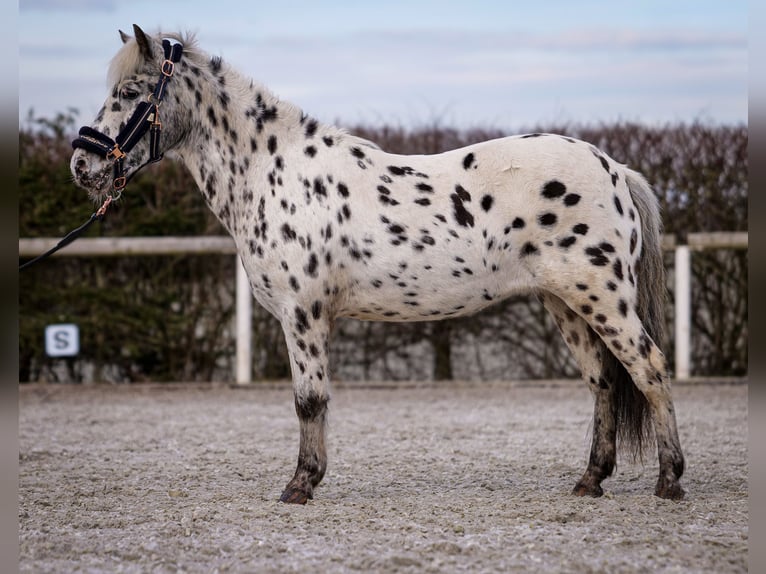 Más ponis/caballos pequeños Yegua 9 años 110 cm Atigrado/Moteado in Neustadt (Wied)