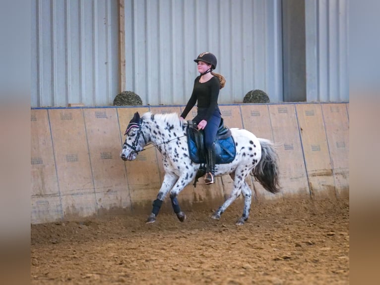 Más ponis/caballos pequeños Yegua 9 años 110 cm Atigrado/Moteado in Neustadt (Wied)