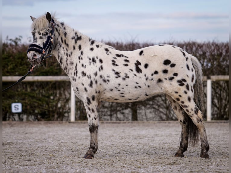 Más ponis/caballos pequeños Yegua 9 años 110 cm Atigrado/Moteado in Neustadt (Wied)