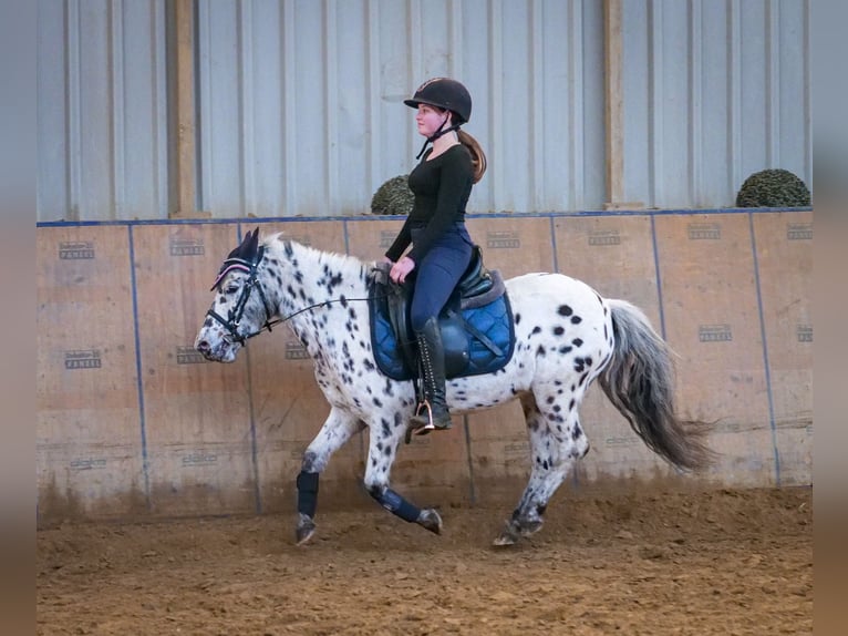 Más ponis/caballos pequeños Yegua 9 años 110 cm Atigrado/Moteado in Neustadt (Wied)