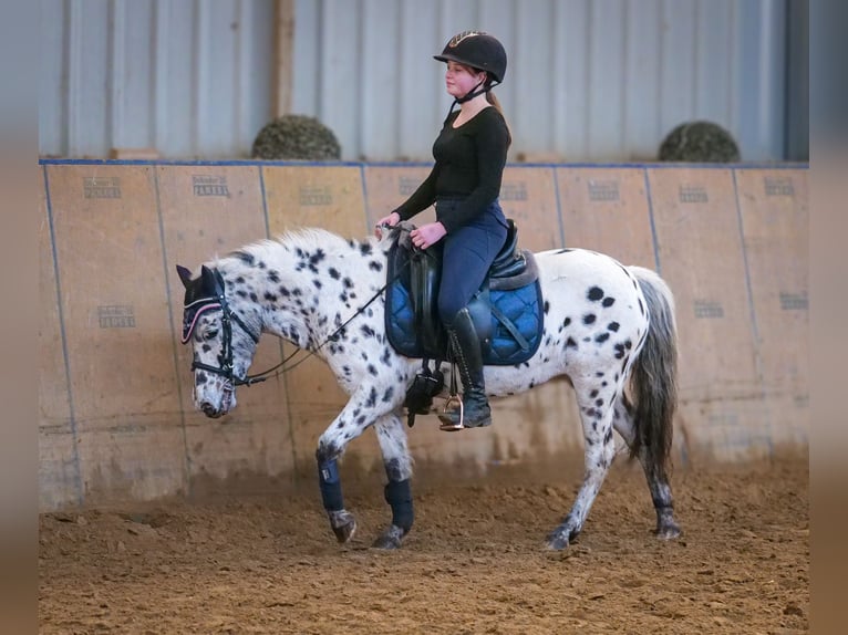 Más ponis/caballos pequeños Yegua 9 años 110 cm Atigrado/Moteado in Neustadt (Wied)