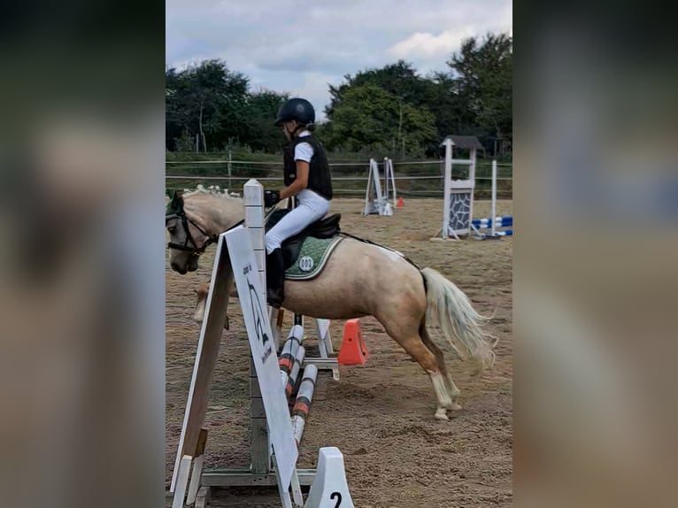 Más ponis/caballos pequeños Yegua 9 años 114 cm Palomino in Czech Republic