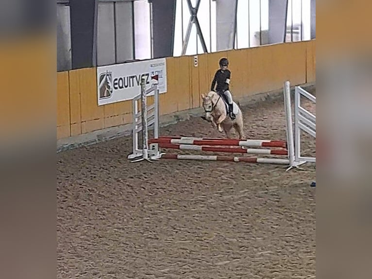 Más ponis/caballos pequeños Yegua 9 años 114 cm Palomino in Czech Republic