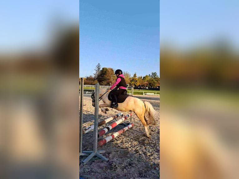 Más ponis/caballos pequeños Yegua 9 años 114 cm Palomino in Czech Republic