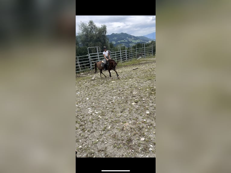 Más ponis/caballos pequeños Yegua 9 años 125 cm Alazán in St. Johann im Pongau