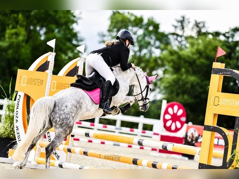 Más ponis/caballos pequeños Yegua 9 años 125 cm Tordo in Czempiń