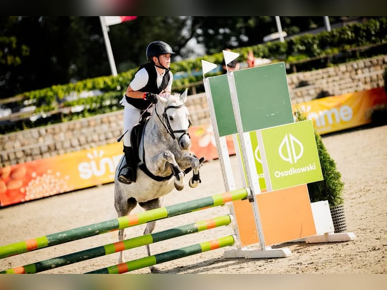 Más ponis/caballos pequeños Yegua 9 años 125 cm Tordo in Czempiń