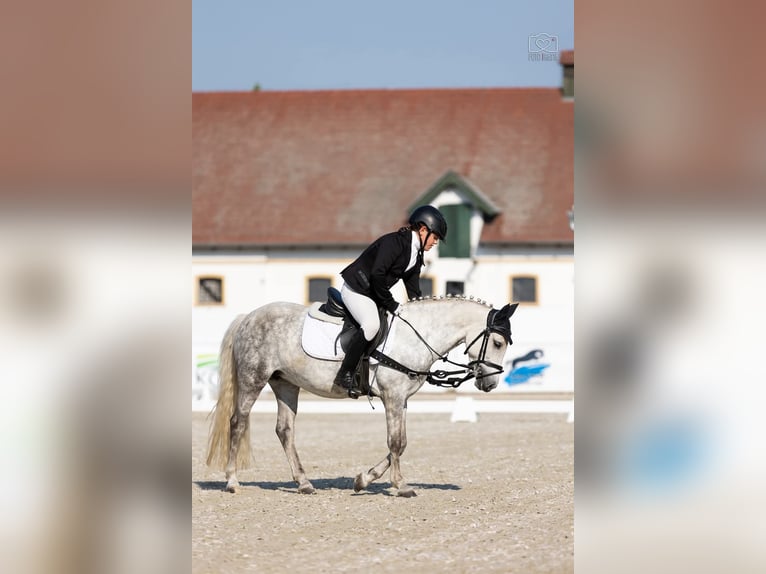 Más ponis/caballos pequeños Yegua 9 años 125 cm Tordo in Czempiń