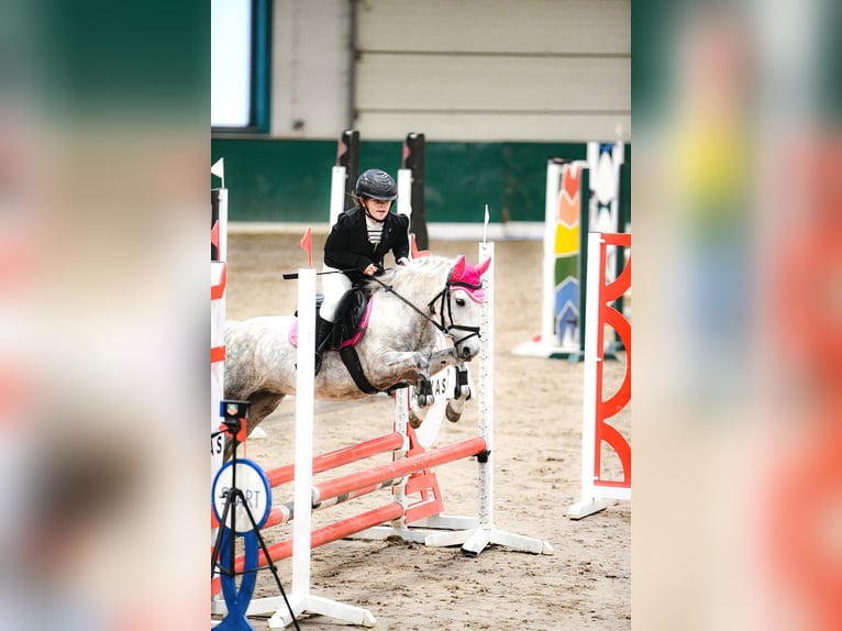 Más ponis/caballos pequeños Yegua 9 años 125 cm Tordo in Czempiń