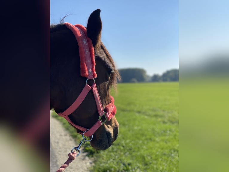 Más ponis/caballos pequeños Mestizo Yegua 9 años 143 cm Castaño in Burgkunstadt