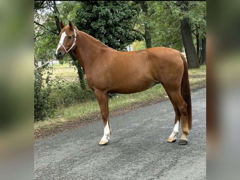 Más ponis/caballos pequeños Yegua 9 años 148 cm Alazán in Borod