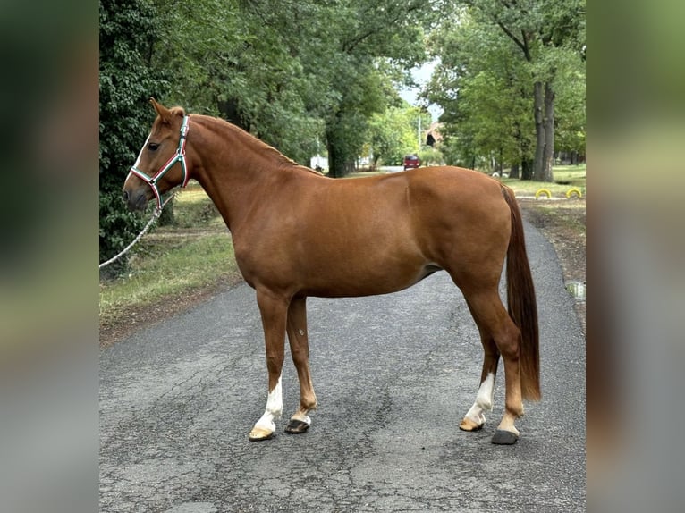 Más ponis/caballos pequeños Yegua 9 años 148 cm Alazán in Borod