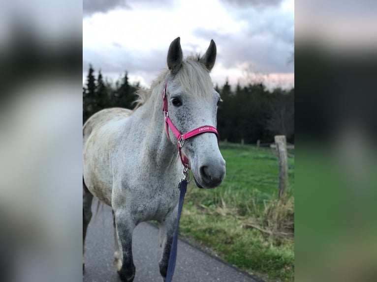 Más ponis/caballos pequeños Yegua 9 años 150 cm Tordo picazo in Wateringen