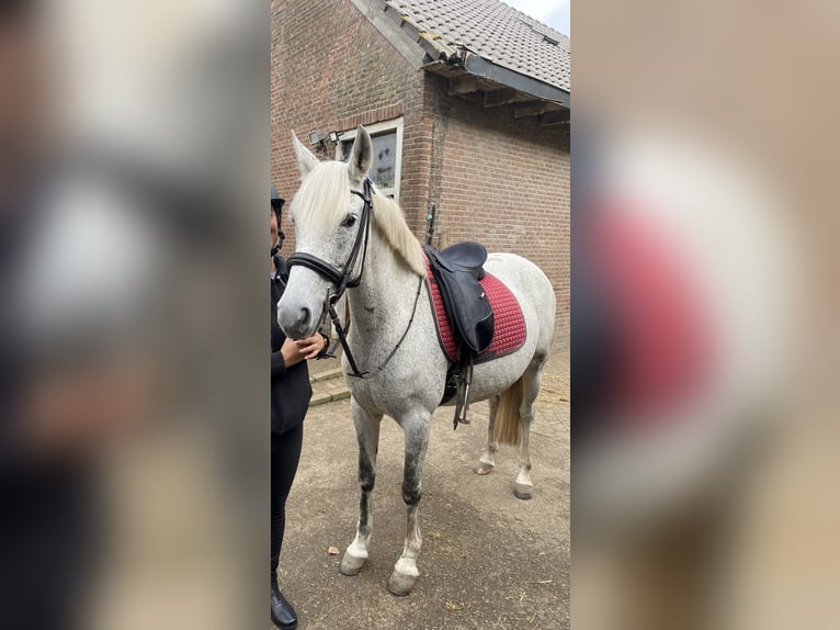 Más ponis/caballos pequeños Yegua 9 años 150 cm Tordo picazo in Wateringen