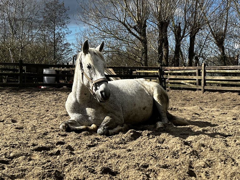 Más ponis/caballos pequeños Yegua 9 años 150 cm Tordo picazo in Wateringen