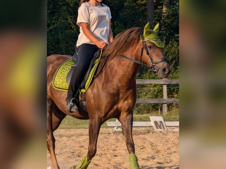 Más ponis/caballos pequeños Mestizo Yegua 9 años 153 cm Alazán-tostado in Ebstorf