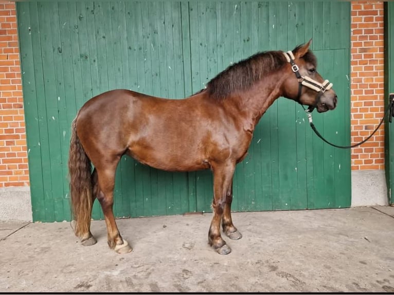 Más ponis/caballos pequeños Mestizo Yegua 9 años 153 cm Alazán-tostado in Ebstorf