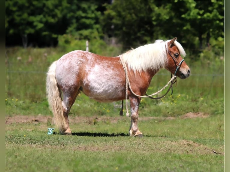 Más ponis/caballos pequeños Yegua 9 años 89 cm in Carthage, TX