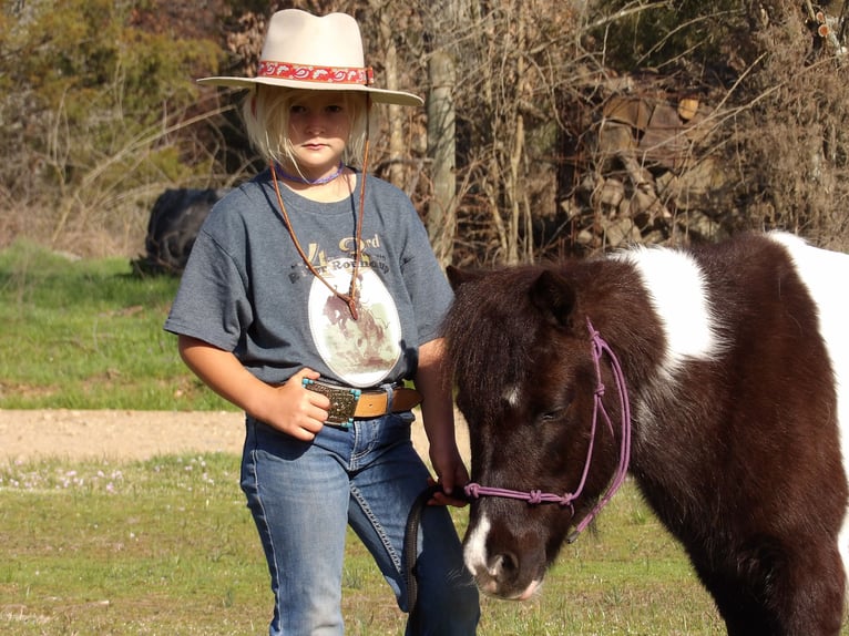 Más ponis/caballos pequeños Yegua 9 años in Antlers, OK