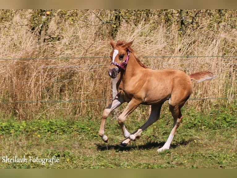 Más ponis/caballos pequeños Mestizo Yegua Potro (07/2024) 112 cm Alazán-tostado in Goes