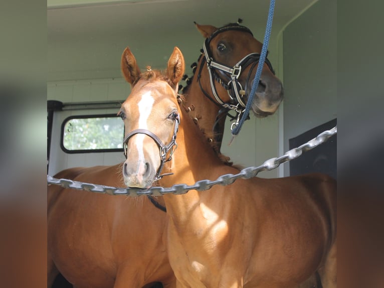 Más ponis/caballos pequeños Yegua Potro (03/2024) 139 cm Alazán in Naila