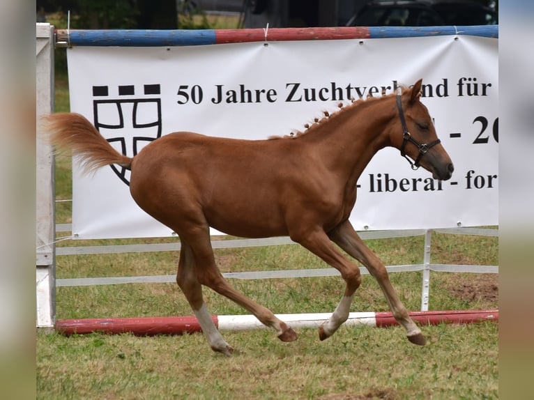 Más ponis/caballos pequeños Yegua Potro (03/2024) 139 cm Alazán in Naila