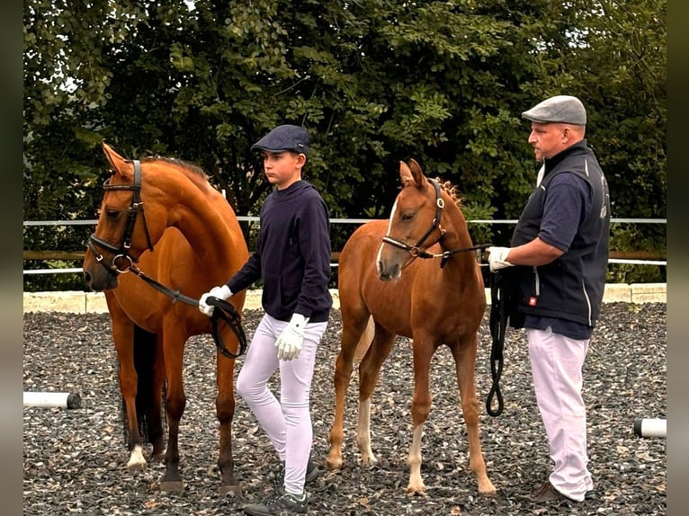 Más ponis/caballos pequeños Yegua Potro (03/2024) 139 cm Alazán in Naila